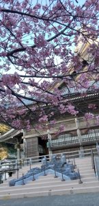 誕生寺祖師堂と桜